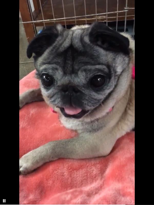 /images/uploads/pug nation rescue of los angeles/2018pugnation/entries/6160thumb.jpg